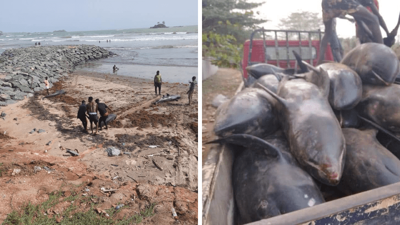 Hundreds Of Dolphins Washed Ashore At Lower Axim