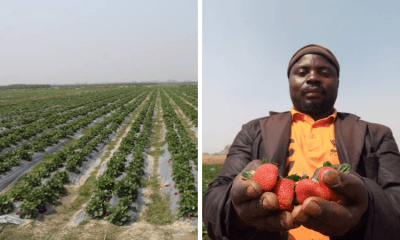 Huge Strawberry farm spotted at Jos in Nigeria