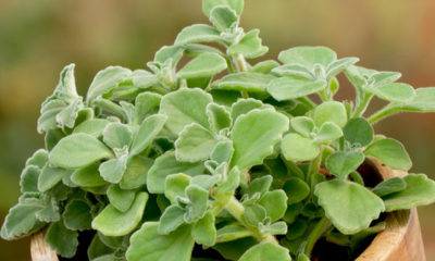 Oregano - plants have power