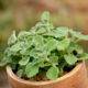 Oregano - plants have power