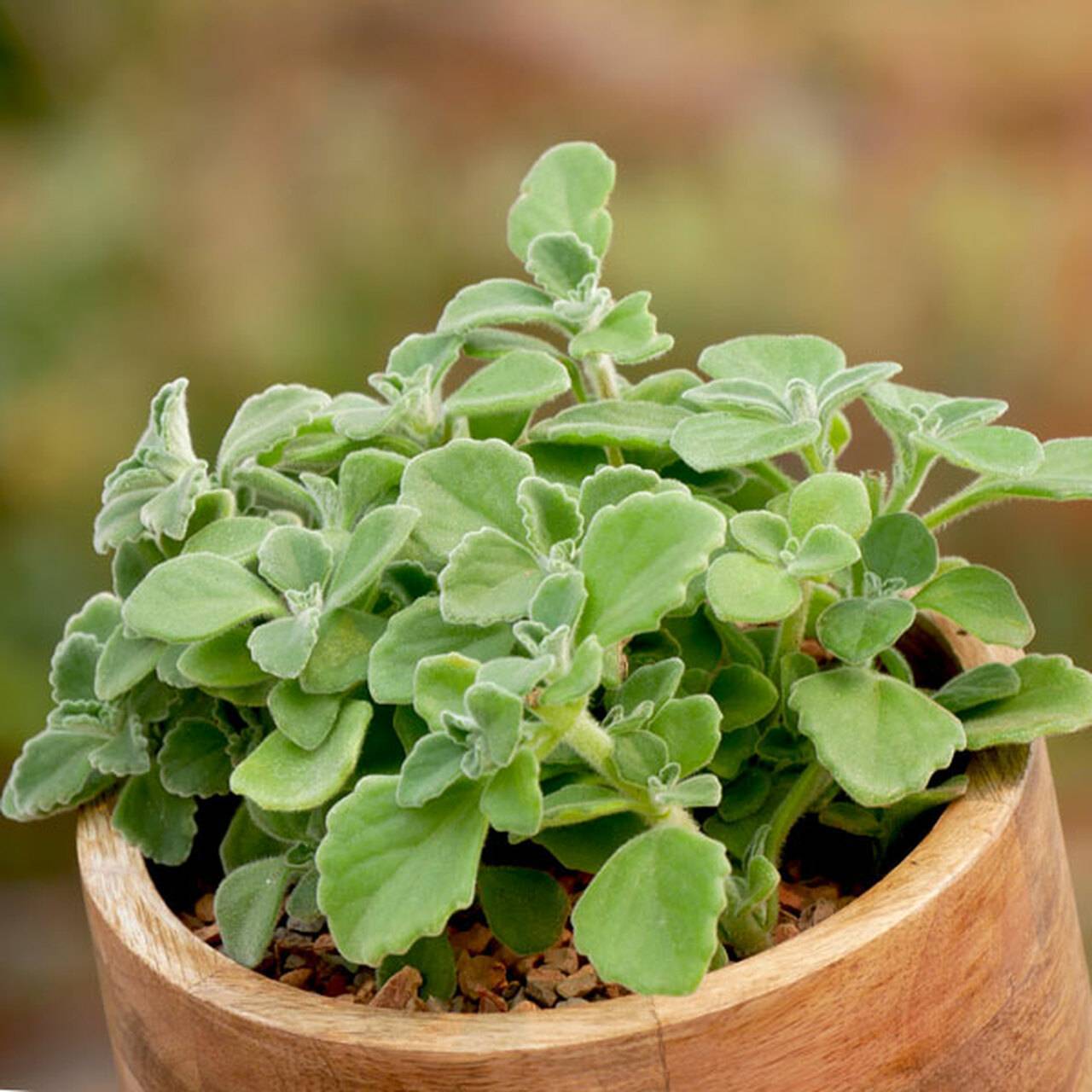 Oregano - plants have power
