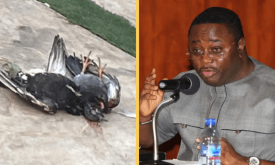 dead pigeons thrown into my house - elvis afriyie ankra