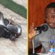 dead pigeons thrown into my house - elvis afriyie ankra