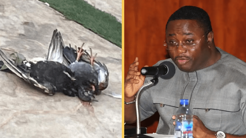 dead pigeons thrown into my house - elvis afriyie ankra