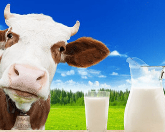 What is in cow's milk that makes it unhealthy