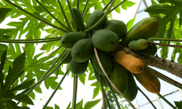 Health benefits of Pawpaw