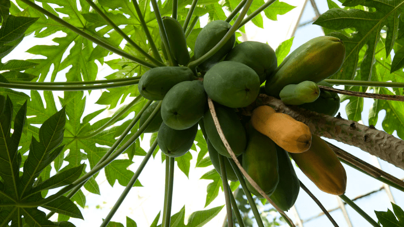 Health benefits of Pawpaw