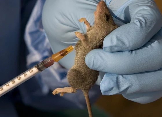 Lassa Fever outbreak