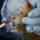 Lassa Fever outbreak