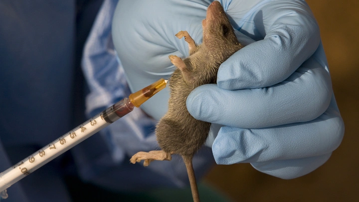 Lassa Fever outbreak