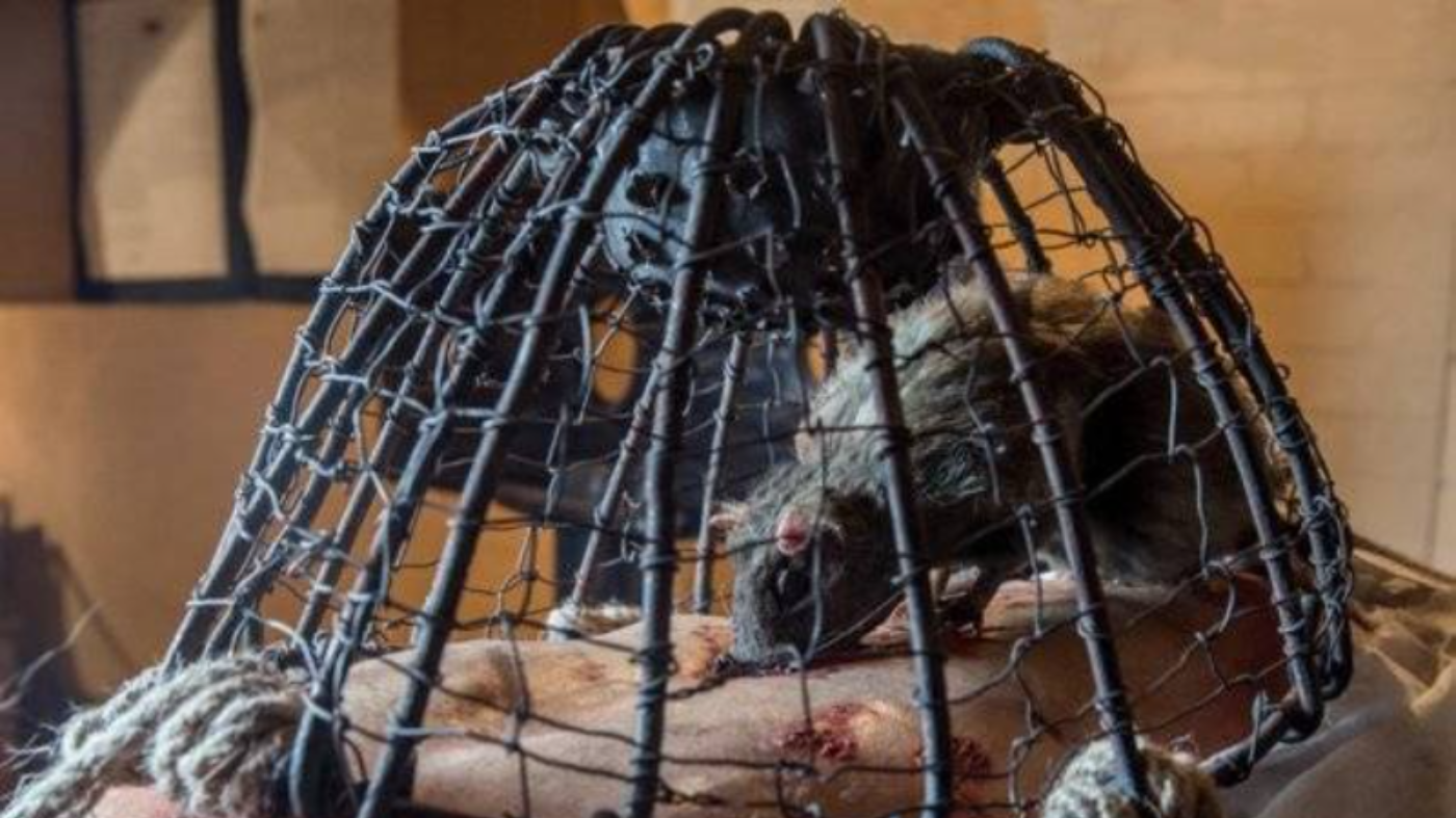 Rat torture