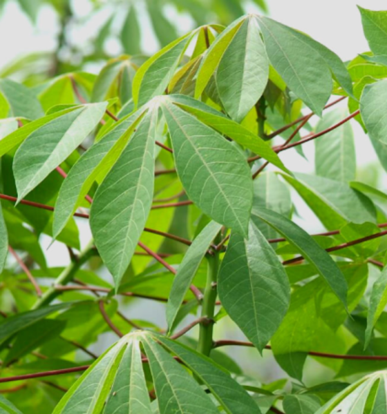 Health Benefits of Cassava Leaves