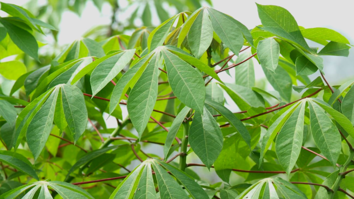 Health Benefits of Cassava Leaves