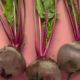 What Your Doctor Won't Tell You About Beetroot